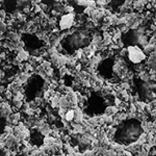 化石サンゴの電子顕微鏡写真